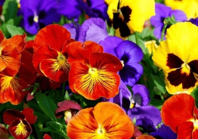 Autarquia de Oliveira de Azeméis comprou  quase €200 mil em plantas e árvores desde 2019 a empresa de Póvoa do Lanhoso